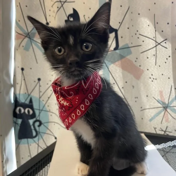 A baby small-sized male Black Domestic Short Hair cat named Boots for adoption in Port Charlotte, FL