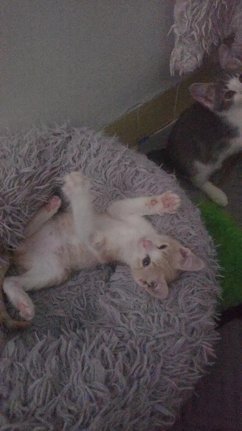 Remy thumbnail 3