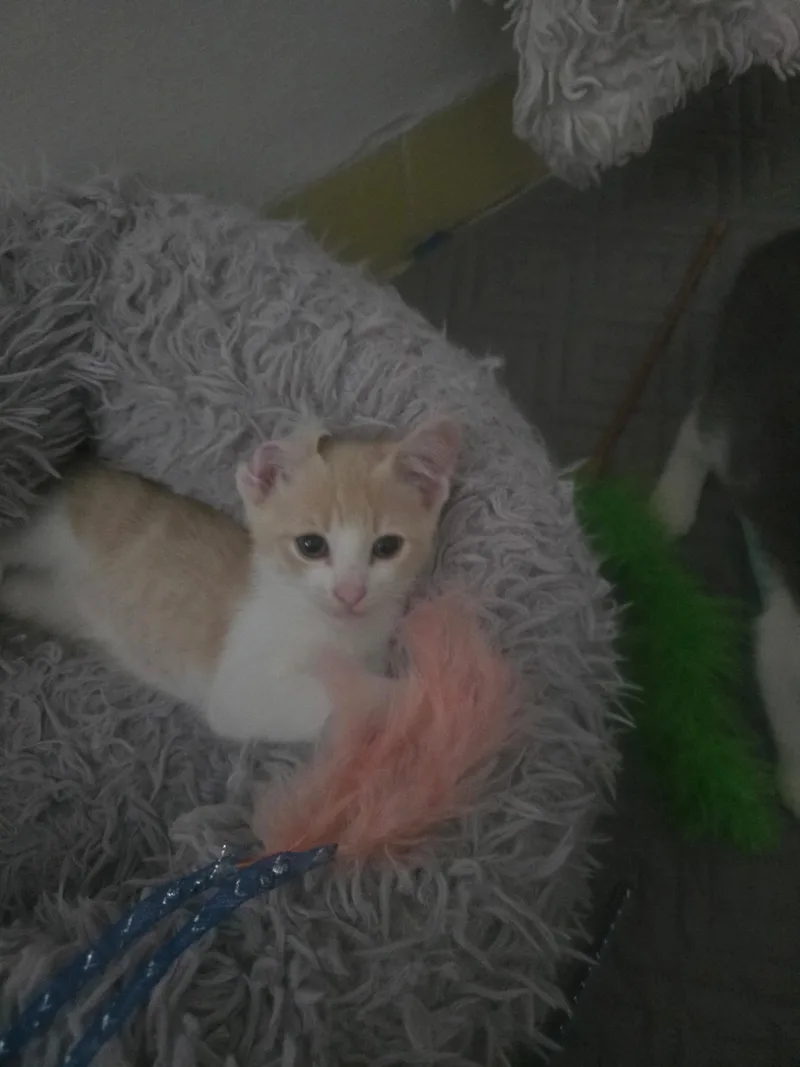Remy thumbnail 6