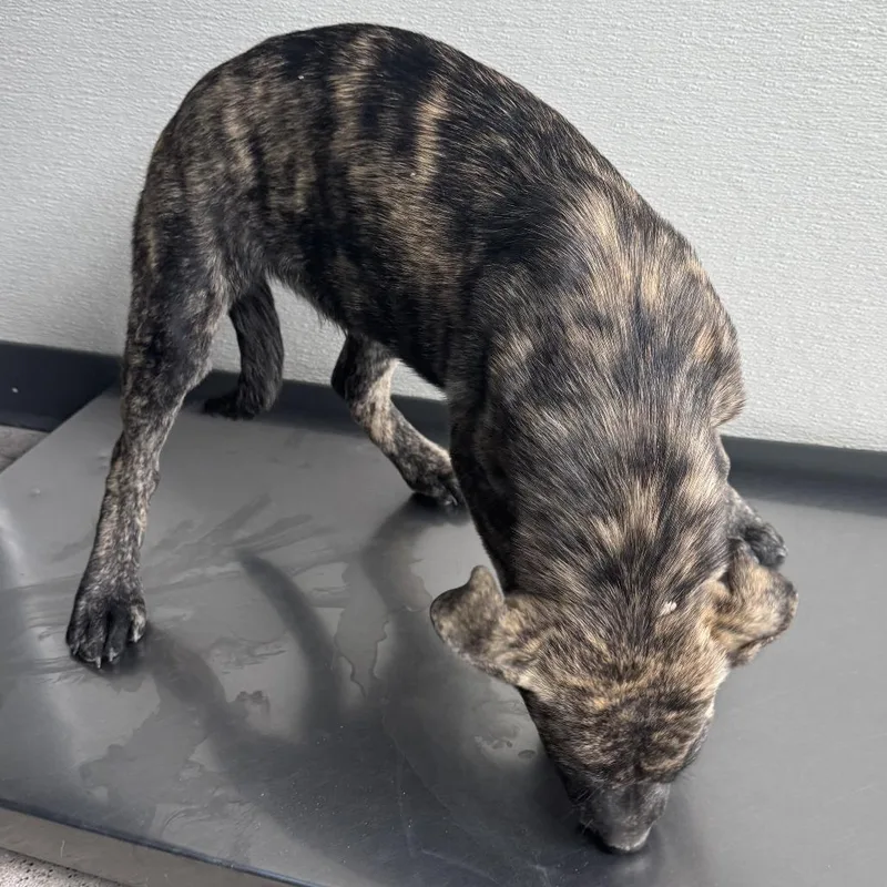 A baby medium-sized female Brown / Chocolate Mixed Breed dog named 110551 for adoption in Las Cruces, NM