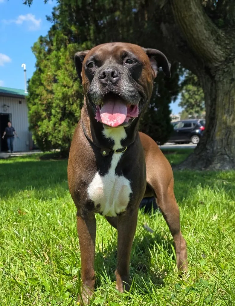 An adult medium-sized male Boxer dog named Bert for adoption in Huntington, IN