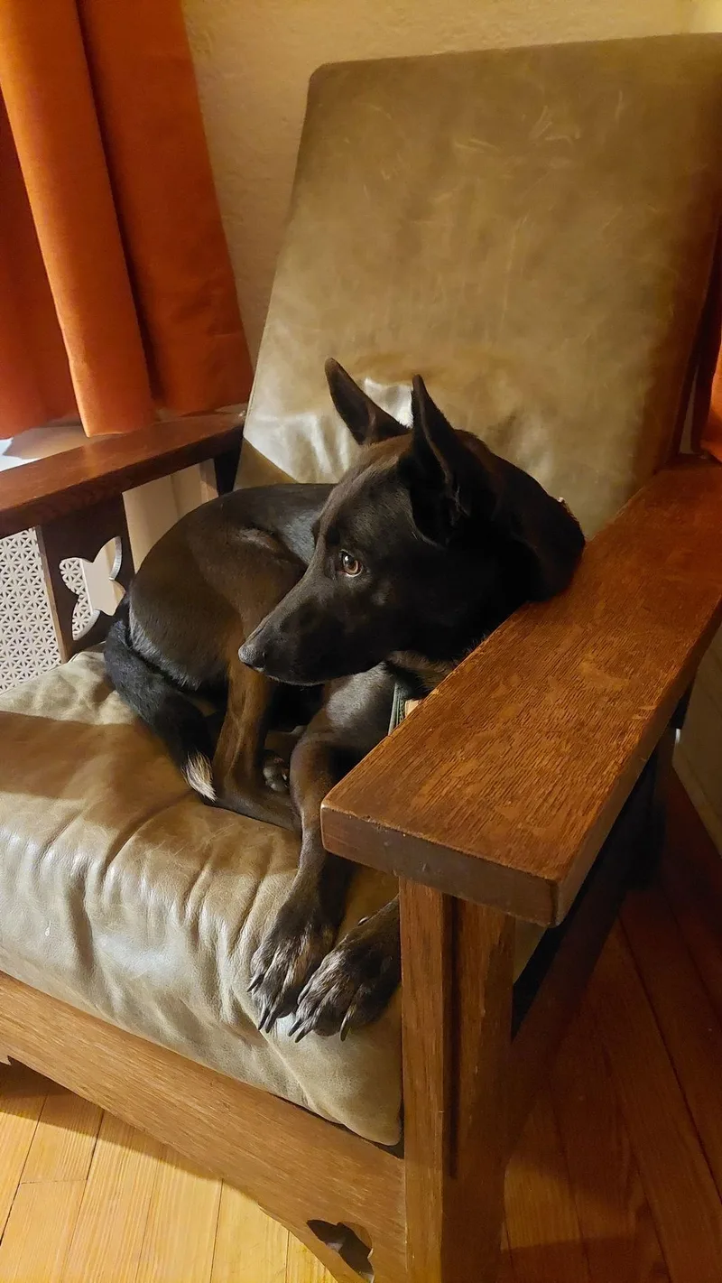 Indigo  Indeed A thumbnail 2