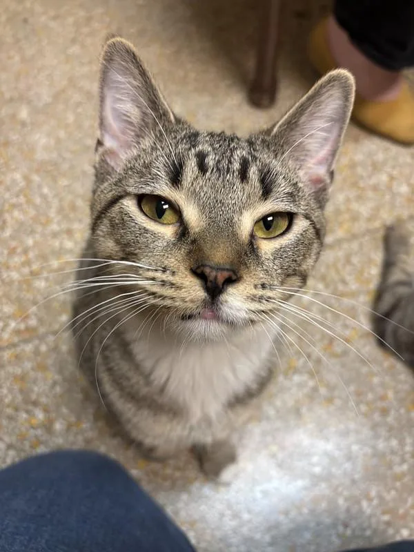 A young medium-sized male Tabby (Brown / Chocolate) Tabby cat named Harry Potter for adoption in Chicago, IL
