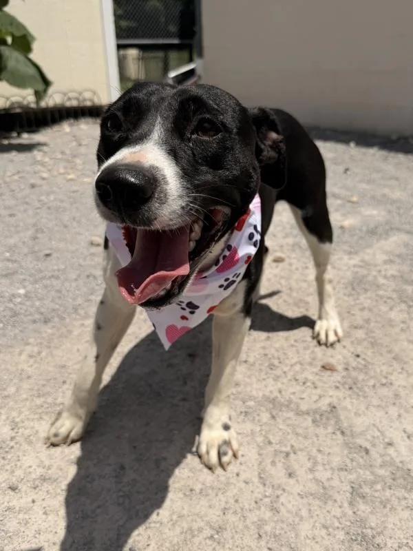 A young medium-sized female Labrador Retriever dog named Goldfish for adoption in Morristown, TN