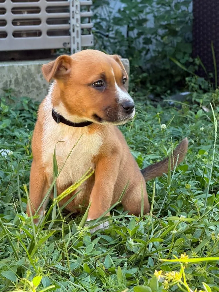 A baby medium-sized female Australian Cattle Dog / Blue Heeler dog named Wombat for adoption in Sunrise, FL