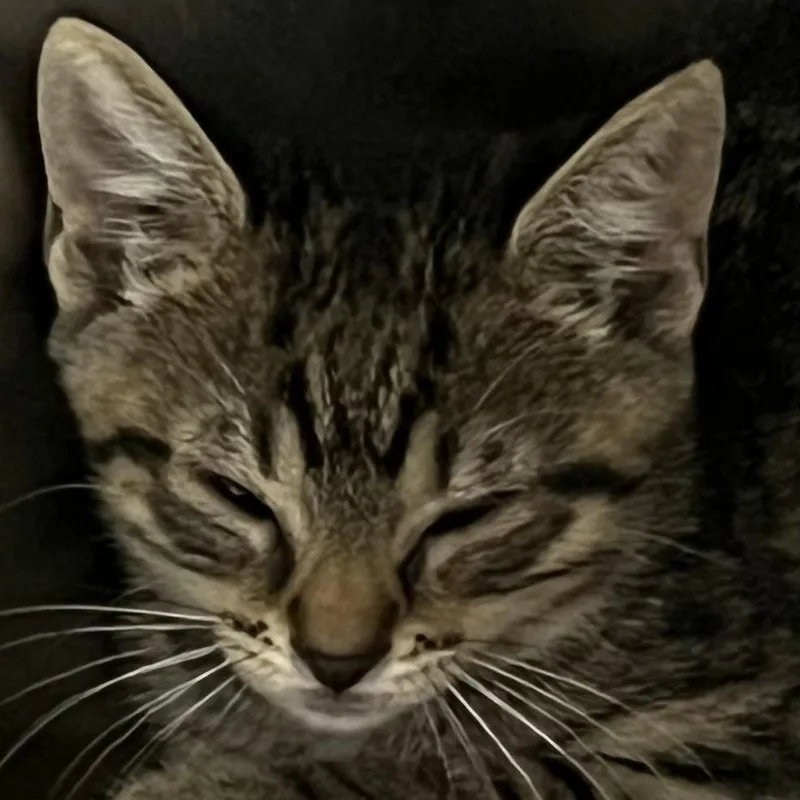 A baby small-sized male Domestic Short Hair cat named Aveeno for adoption in Baltimore, MD