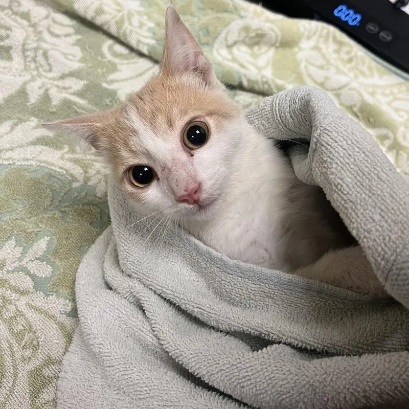 Klaus