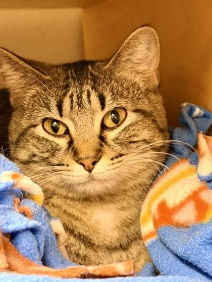 An adult small-sized female Domestic Short Hair cat named Chloe for adoption in Bellevue, WA