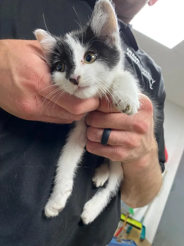A baby small-sized female Domestic Medium Hair cat named Edith for adoption in Troy, OH