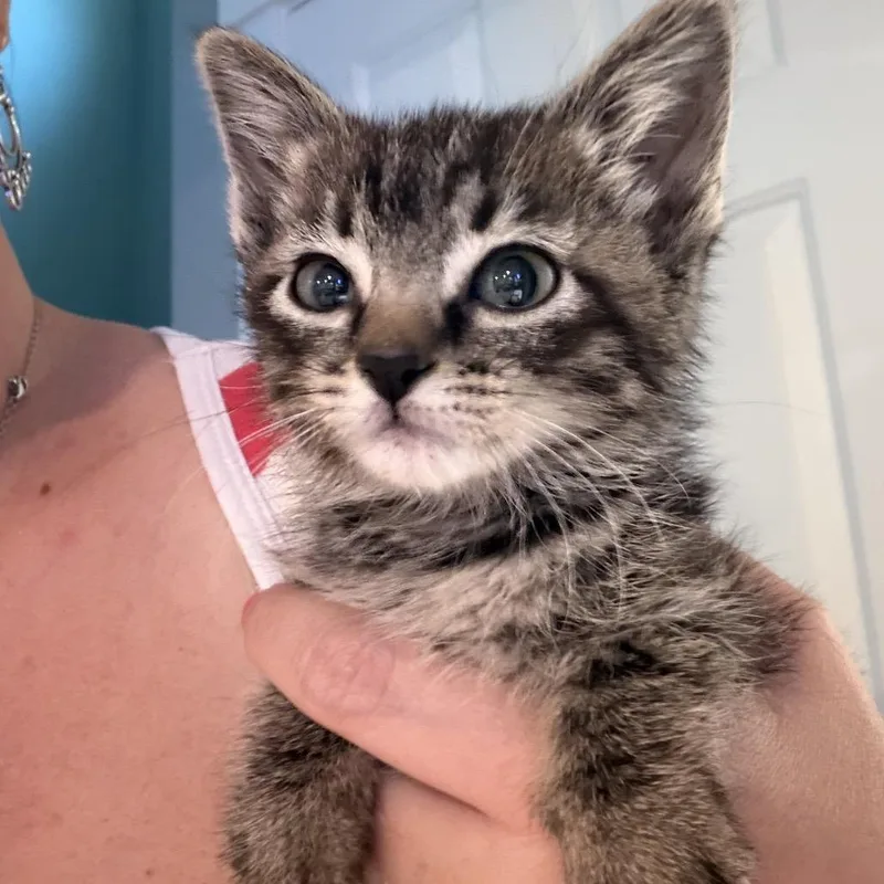 A baby small-sized female Brown / Chocolate Domestic Short Hair cat named Missy for adoption in Grantsville, UT