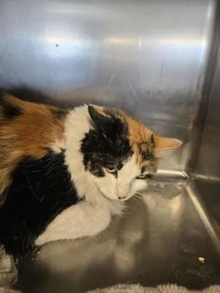 An adult small-sized female Domestic Long Hair cat named Riska for adoption in Roseville, CA