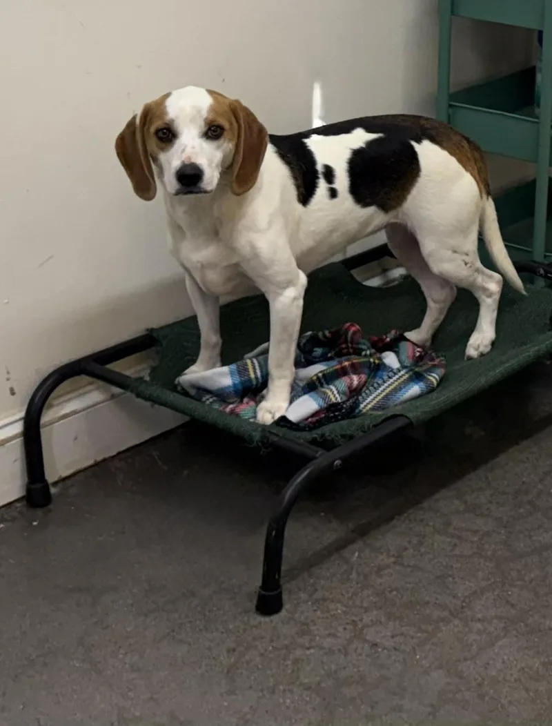 An adult medium-sized female Tricolor (Brown, Black, & White) Beagle dog named Dolley for adoption in Knoxville, TN