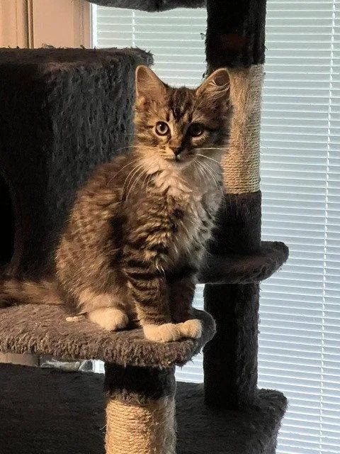 A baby small-sized male Domestic Long Hair cat named Mila for adoption in O'Fallon, MO