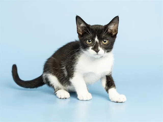 A baby small-sized female Domestic Short Hair cat named Amy for adoption in Phoenix, AZ