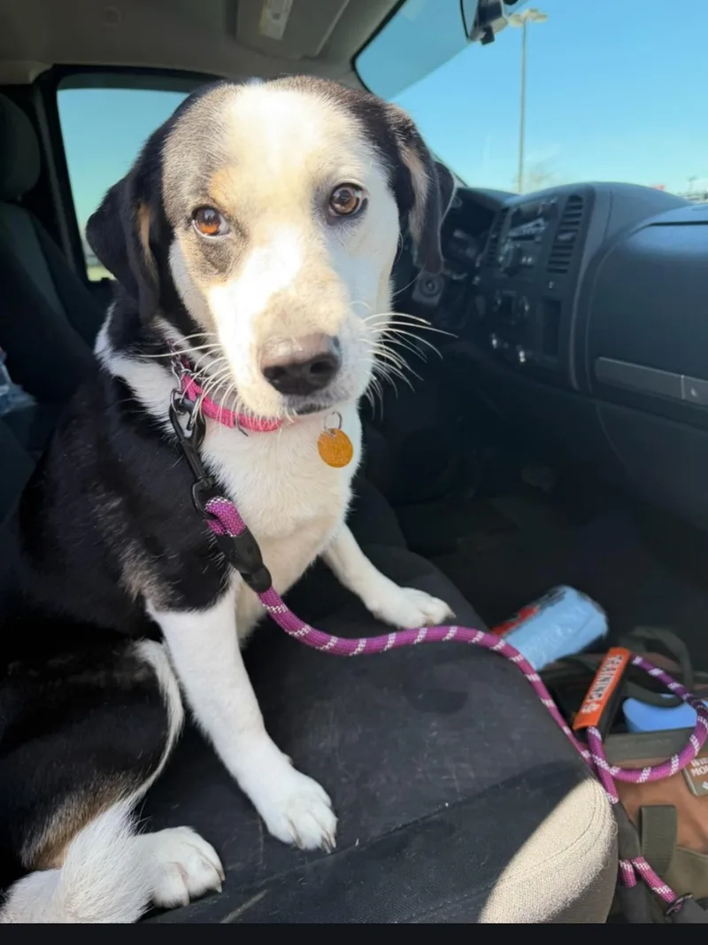 An adult medium-sized female Siberian Husky dog named Razberry for adoption in merrillville, IN