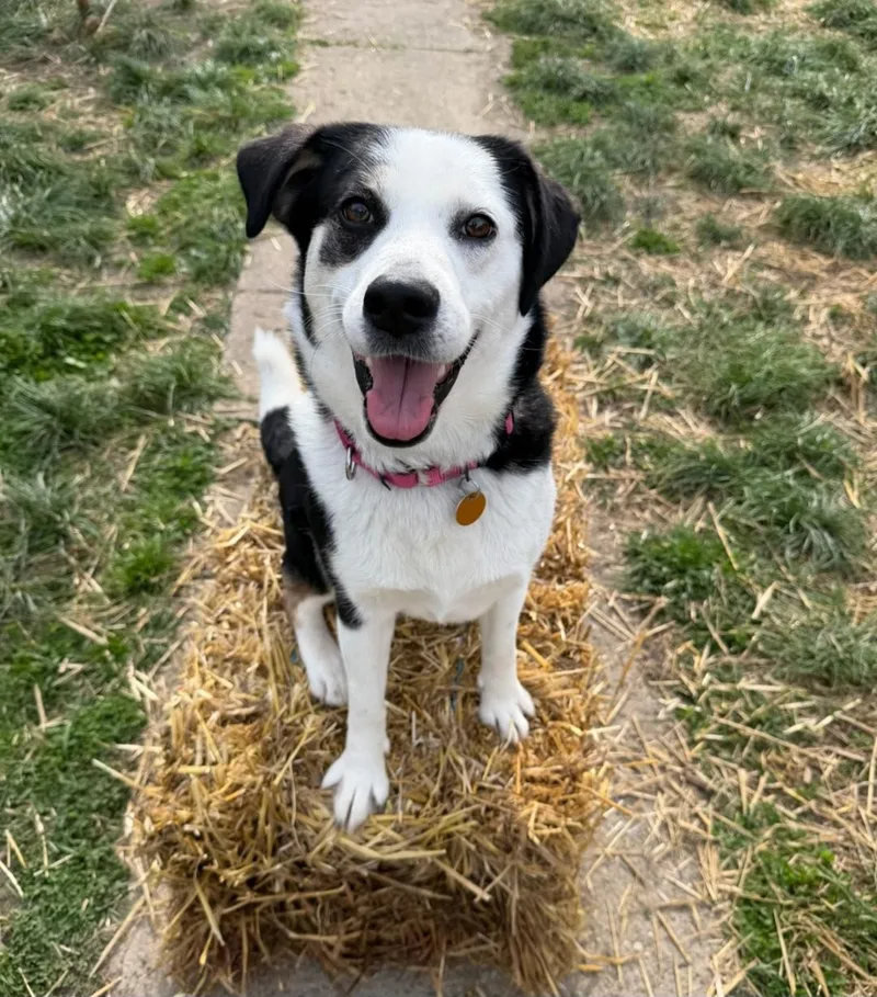 Razberry thumbnail 2