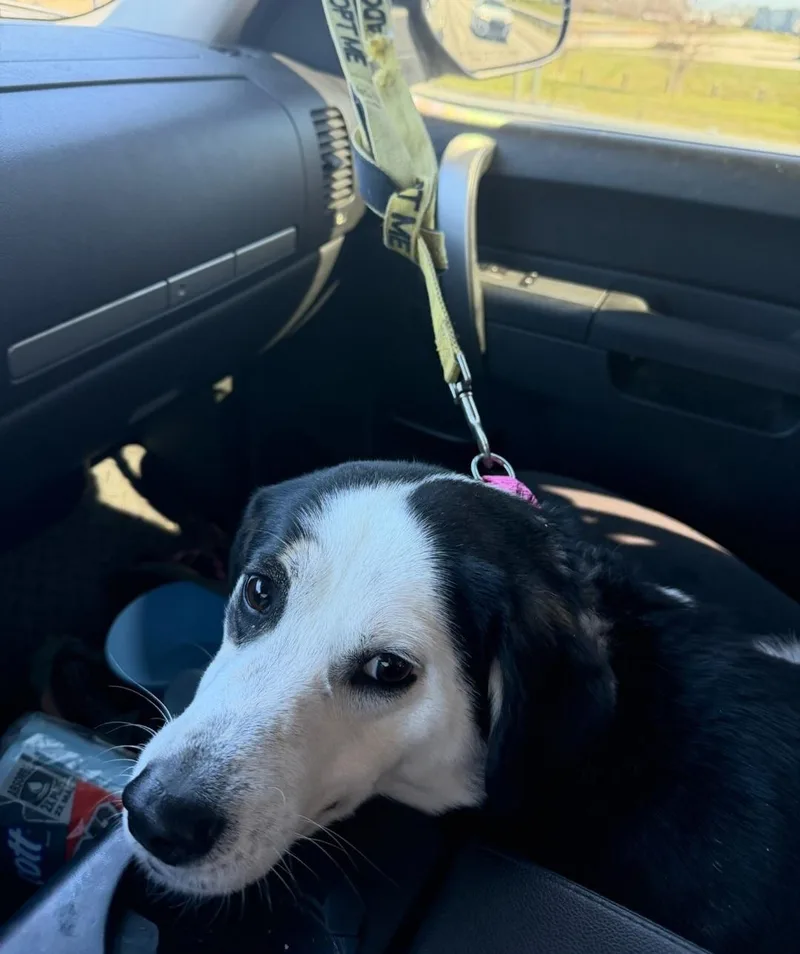 Razberry thumbnail 3