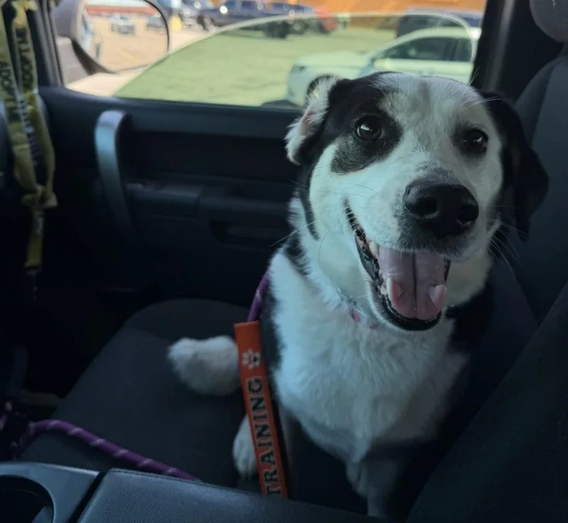 Razberry thumbnail 4