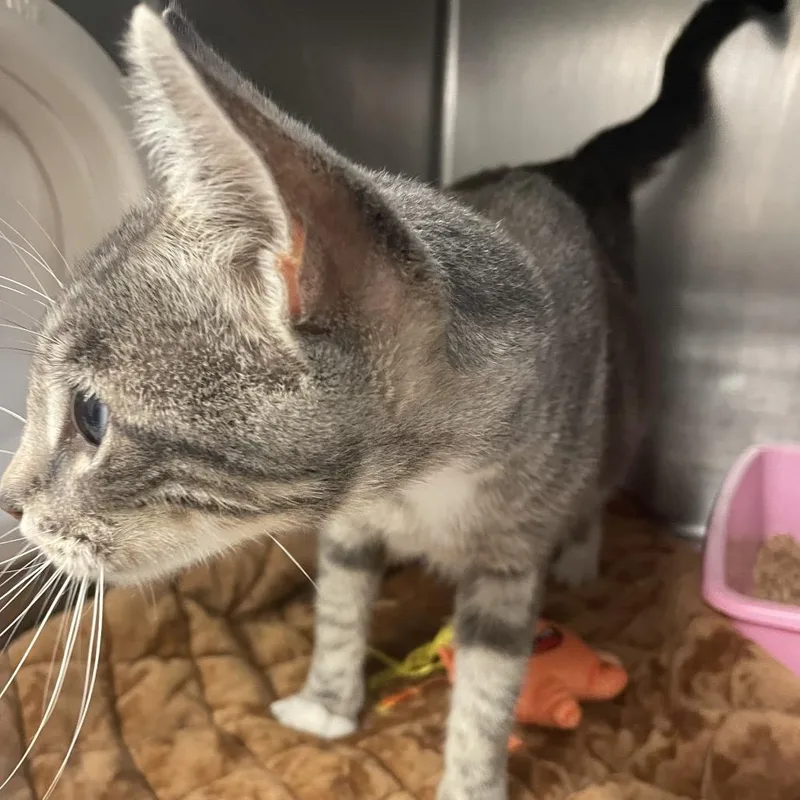An adult medium-sized female Brown / Chocolate Domestic Short Hair cat named C for adoption in Port Charlotte, FL