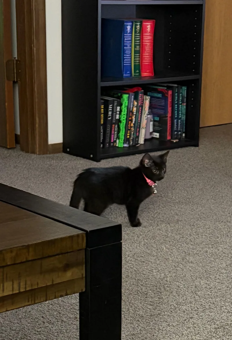 A young small-sized female Black Domestic Short Hair cat named Olive for adoption in Akron, OH