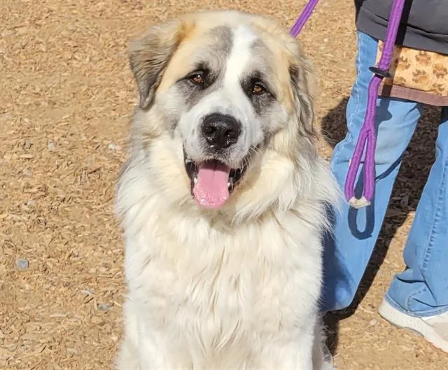 Benji