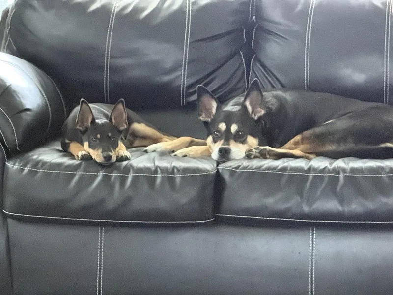 A baby medium-sized male Brown / Chocolate Australian Cattle Dog / Blue Heeler dog named Obi for adoption in South Bend, IN