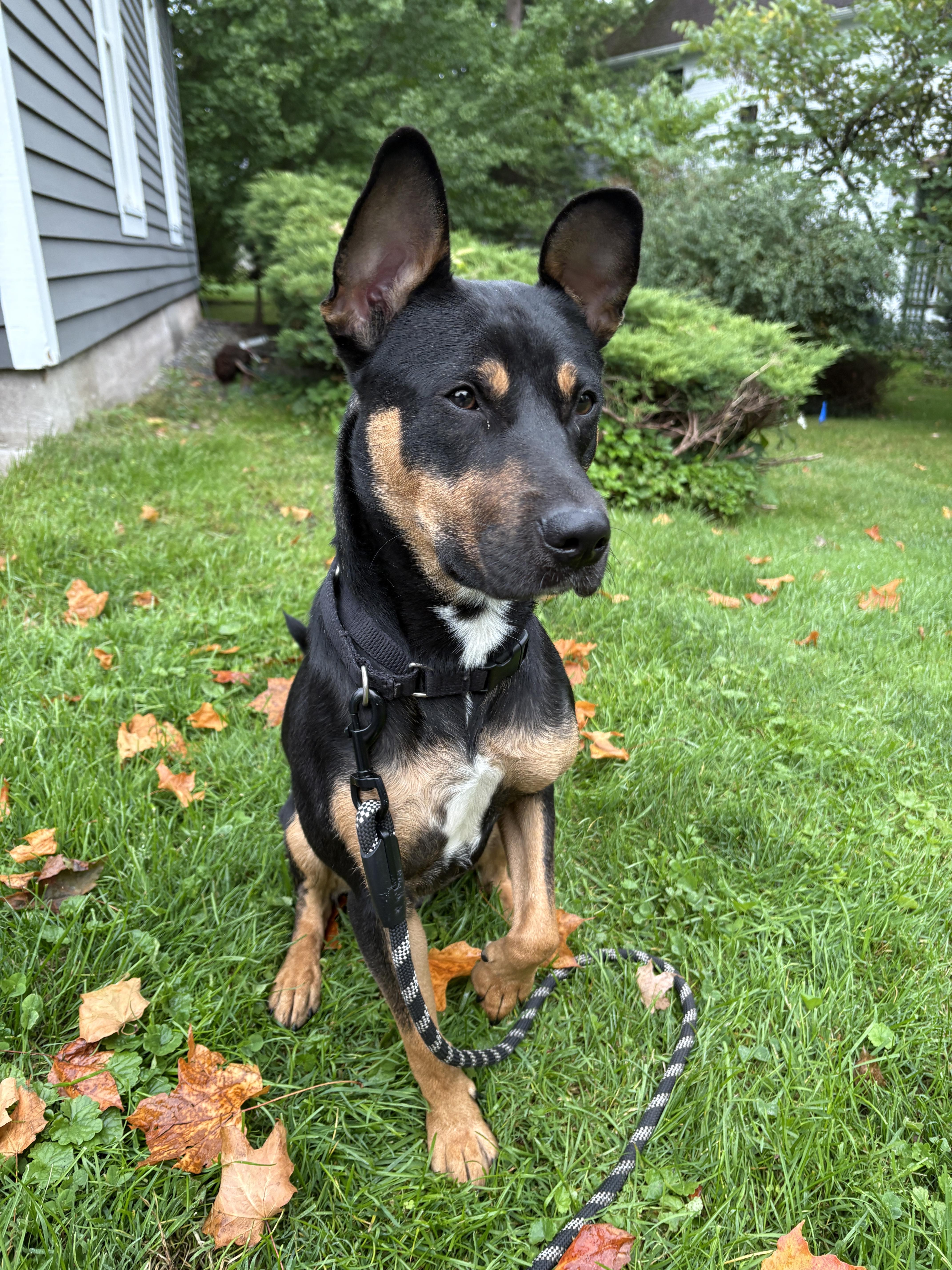 A young medium-sized male German Shepherd Dog dog named Stevie for adoption in Jamesville, NY