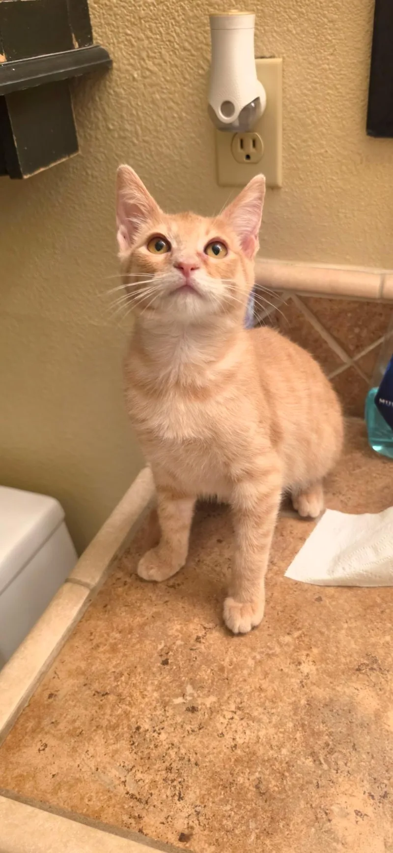 A baby medium-sized male Orange / Red Domestic Short Hair cat named Stanley for adoption in Fresno, CA