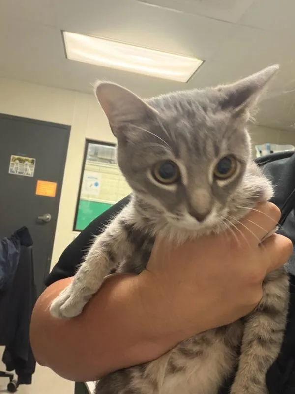 A baby medium-sized male Domestic Medium Hair cat named Mr. Beefy for adoption in Tulare, CA