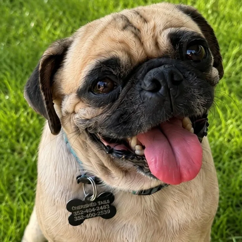 An adult small-sized male Pug dog named Eddie for adoption in Marana, AZ