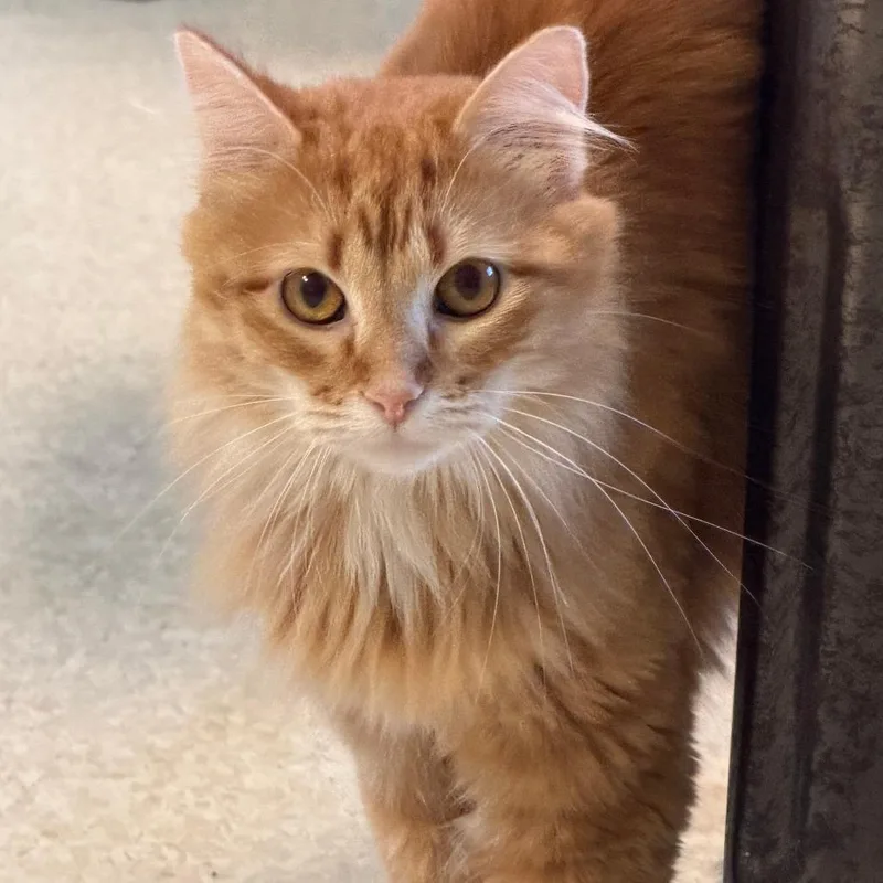 An adult medium-sized female Domestic Medium Hair cat named Maple for adoption in Milford, IA