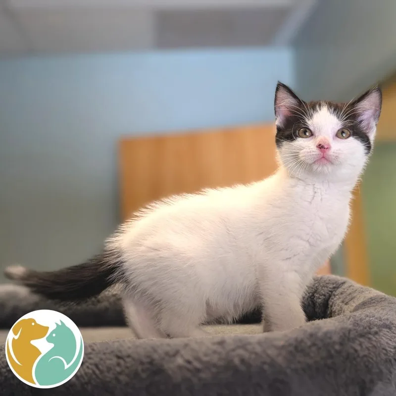 A baby small-sized female White Domestic Short Hair cat named Bonnie for adoption in Toledo, OH