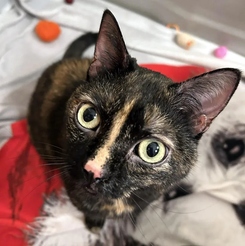 An adult medium-sized female Tortoiseshell Domestic Short Hair cat named Kiwi for adoption in Pittsburgh, PA
