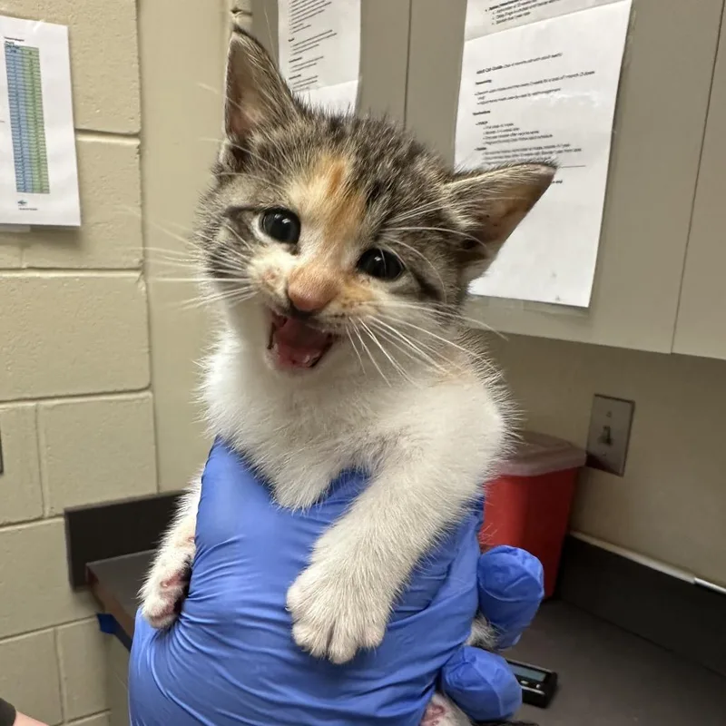 A baby small-sized female Calico Domestic Short Hair cat named Mantis for adoption in Columbus, GA