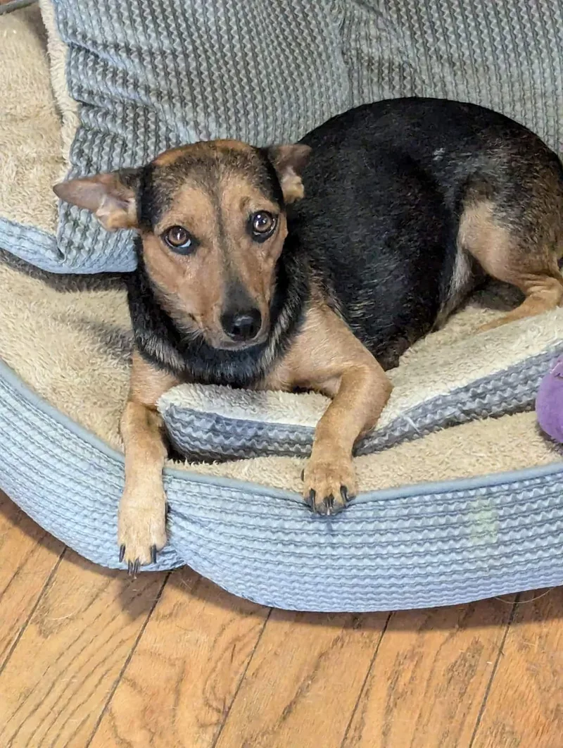 An adult small-sized female Chiweenie dog named Snow White for adoption in Oakland, CA