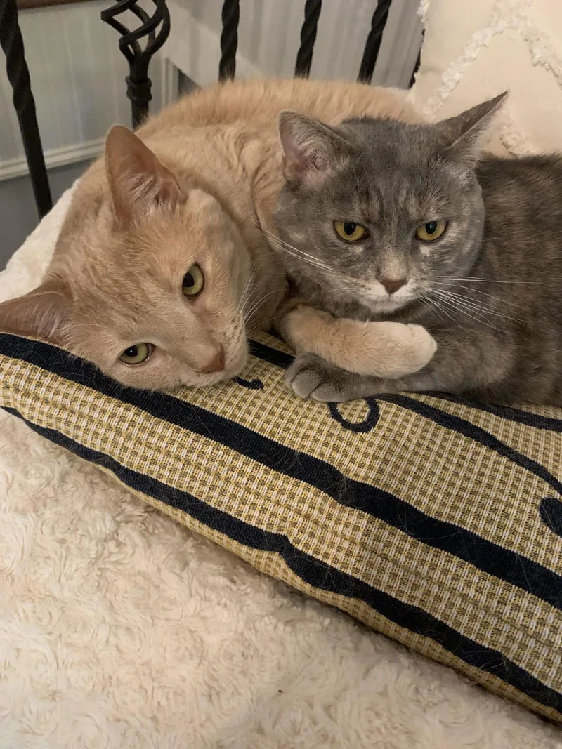 Juniper Courtesy thumbnail 2