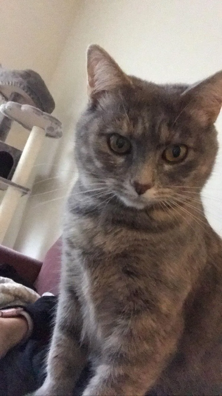 Juniper Courtesy thumbnail 3