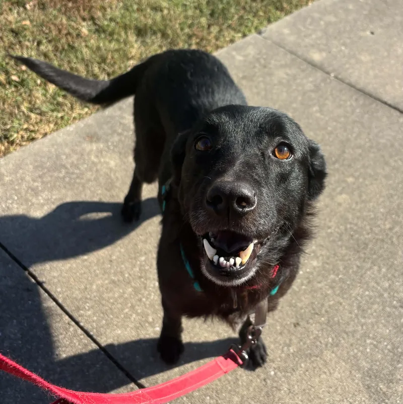 An adult medium-sized female Black Labrador Retriever dog named Tina for adoption in Columbia, MO