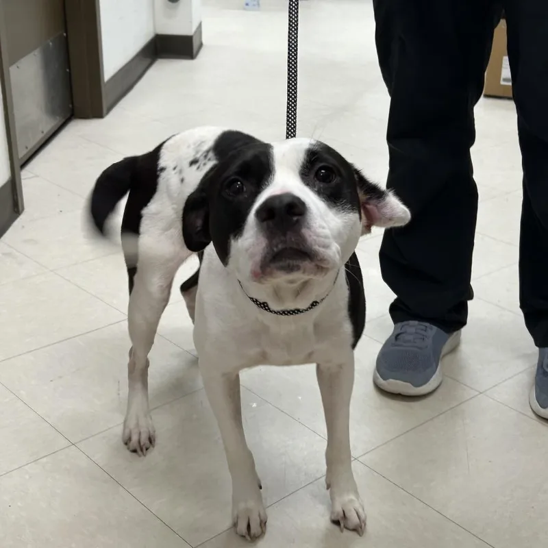 An adult medium-sized female White / Cream Staffordshire Bull Terrier dog named England for adoption in League City, TX