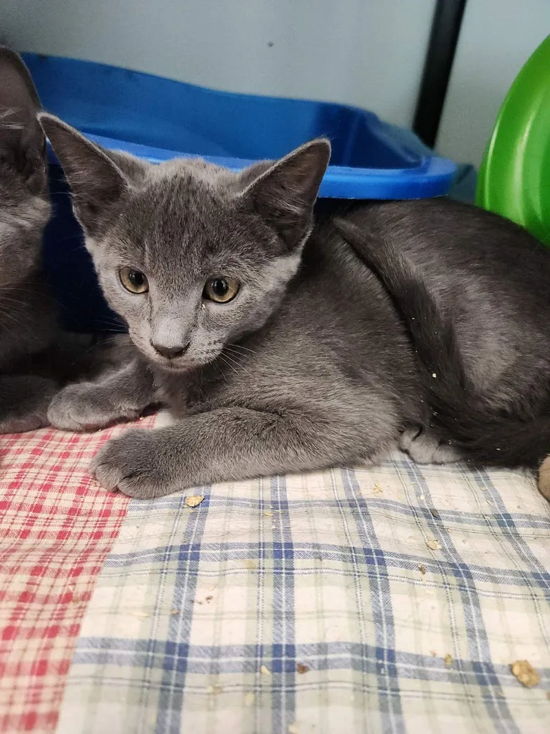 A young small-sized male Domestic Medium Hair cat named Cobie for adoption in Kingman, AZ