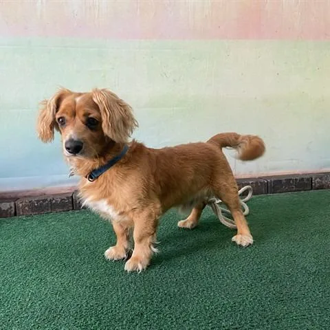 An adult small-sized male Brown / Chocolate Dachshund dog named A for adoption in San Gabriel, CA