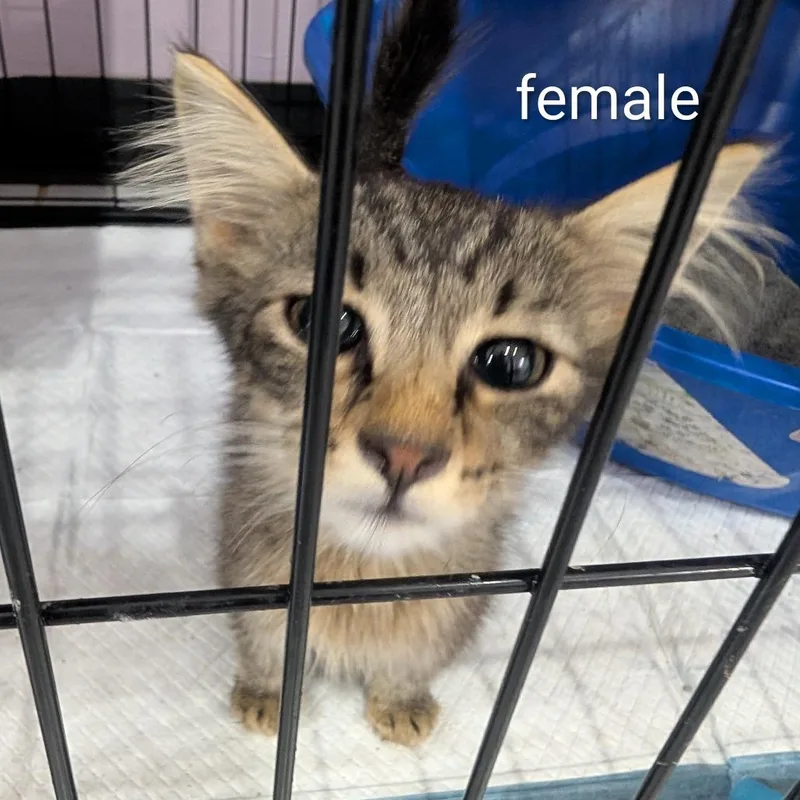 A baby small-sized female Gray / Blue / Silver Domestic Short Hair cat named Butterfly for adoption in West Plains, MO