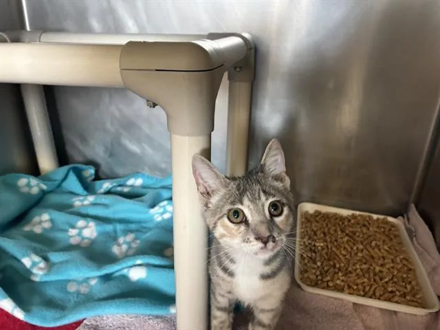A young medium-sized female Domestic Short Hair cat named A for adoption in Camarillo, CA