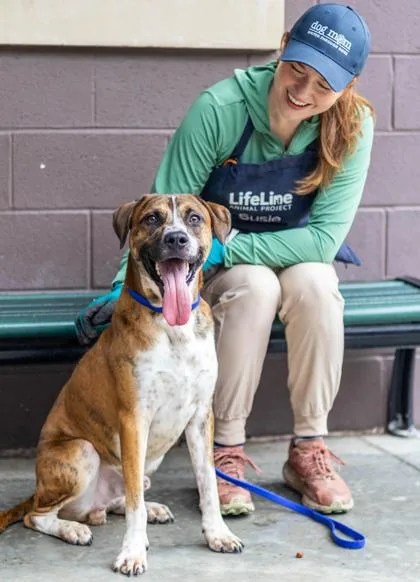 An adult large-sized male Mixed Breed dog named Bam Bam for adoption in Chamblee, GA