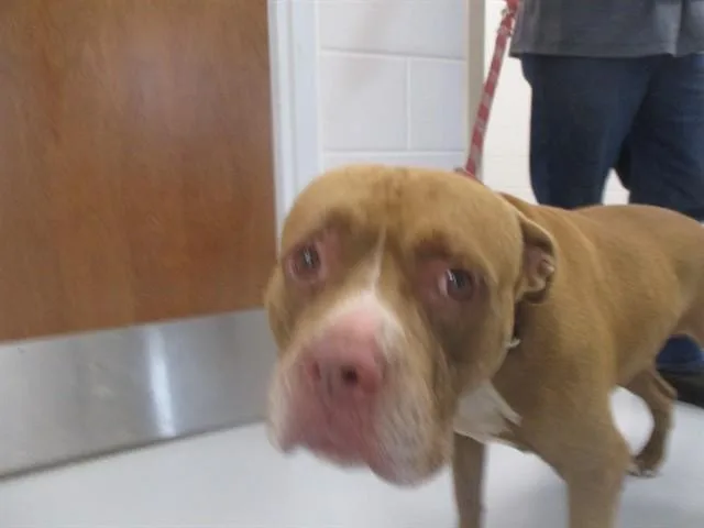 An adult large-sized male Staffordshire Bull Terrier dog named A for adoption in Ocala, FL