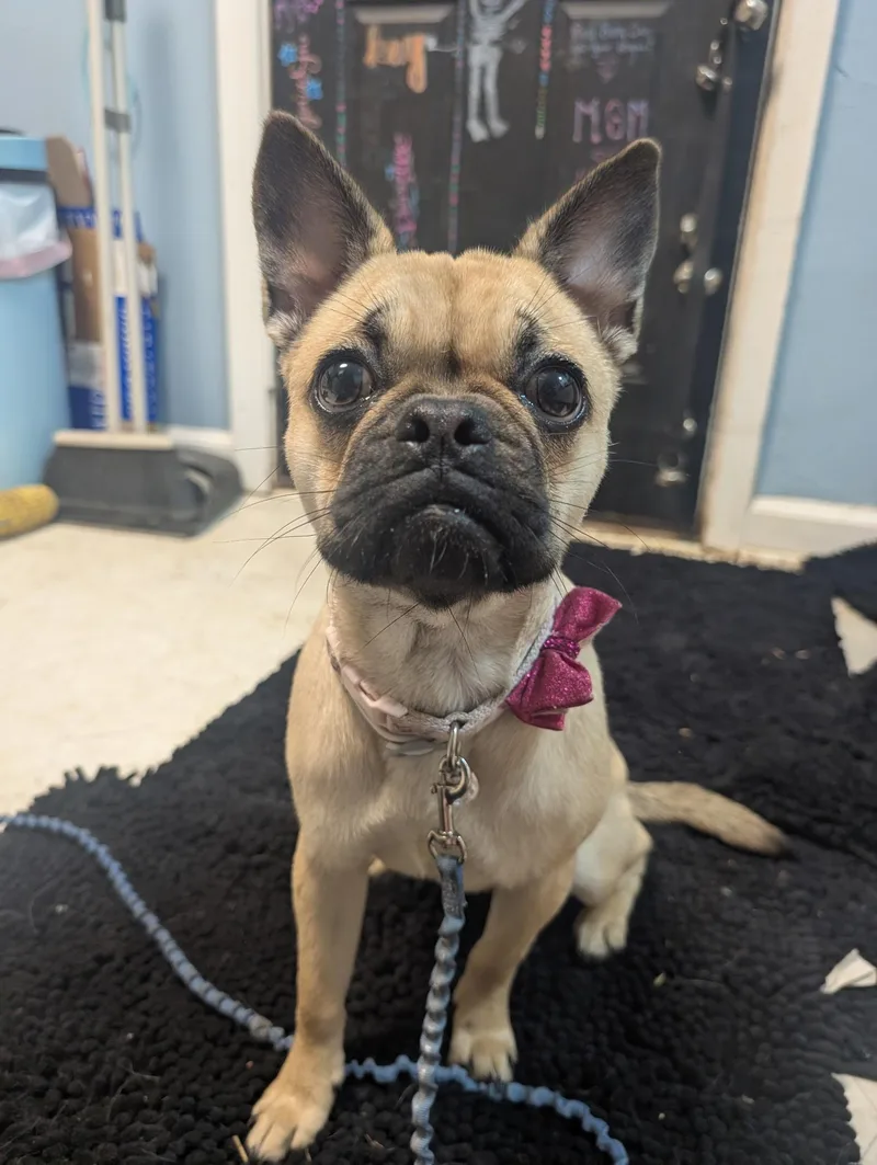 A young small-sized female French Bulldog dog named Jellybean for adoption in Louisburg, KS