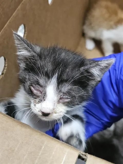 A baby medium-sized male Domestic Short Hair cat named Java for adoption in Dallas, TX