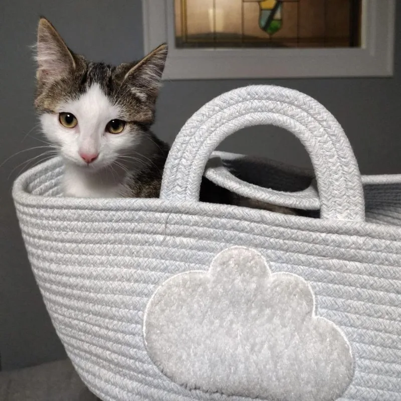 A baby small-sized male White Domestic Medium Hair cat named Subaru Forester for adoption in Chicago, IL
