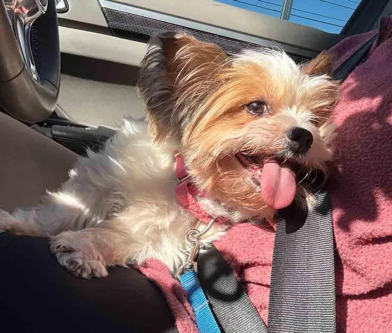 An adult small-sized female Yorkshire Terrier dog named Judith for adoption in Kennesaw, GA
