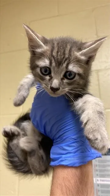 A baby small-sized male Domestic Short Hair cat named Fred for adoption in Sacramento, CA